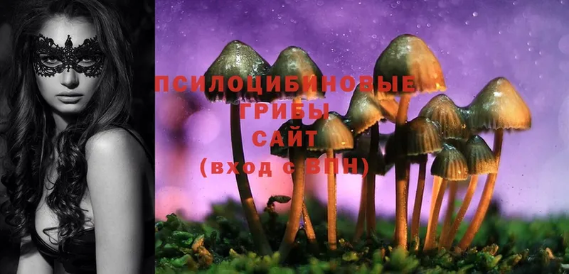 Галлюциногенные грибы Psilocybine cubensis  Апатиты 